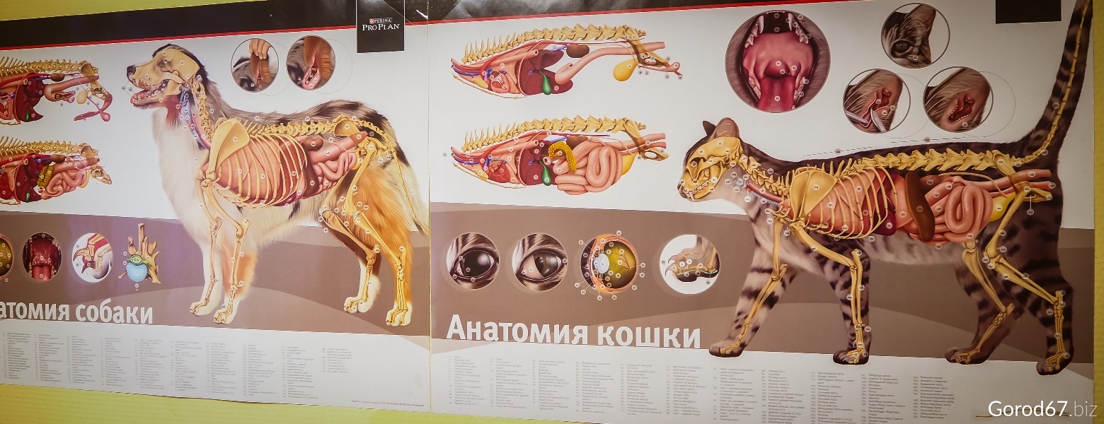Анатомия кошки плакат