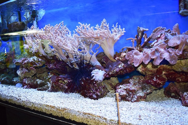 Смоленский аквариум